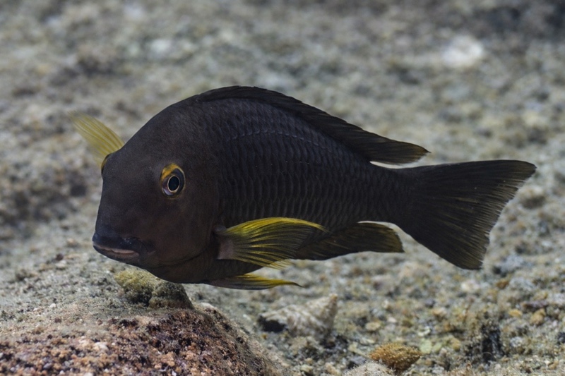 Tropheus sp. 'lukuga' Bilila (Kavala) Island